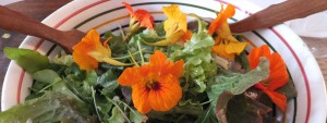 salade aux fleurs de capucine à la table d'hôte Les épilobes